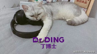 絕育,貓咪,手術(shù)后,注意事項