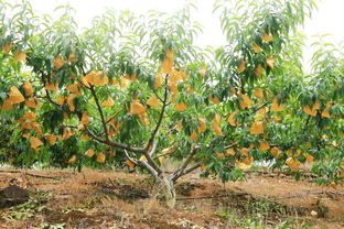 冬天種植桃樹(shù)注意事項,桃樹(shù)冬季修剪注意事項,桃樹(shù)移栽注意事項