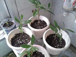 的花,注意事項,剛換土