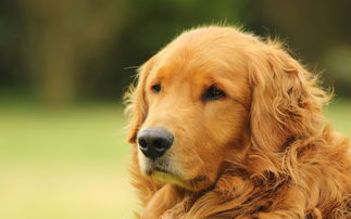 金毛犬要注意事項
