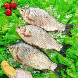 家里養鯽魚(yú)注意事項