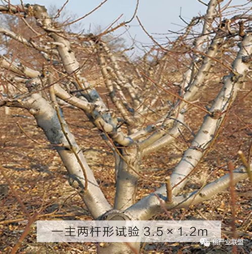 桃樹(shù),注意事項,冬季