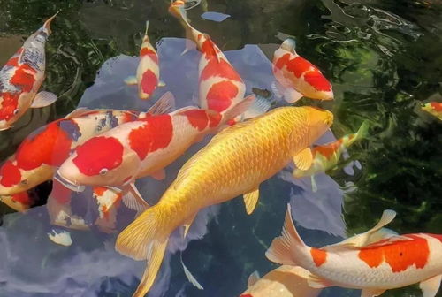 錦鯉養水注意事項