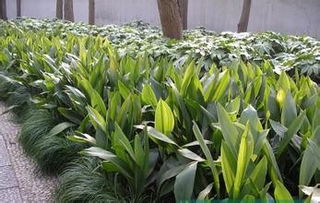 蘭花的養(yǎng)殖方法和注意事項,TP的養(yǎng)殖方法和注意事項,一養(yǎng)殖方法和注意事項