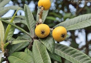 枇杷,樹(shù)種,注意事項
