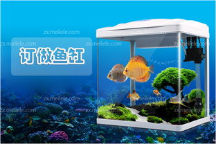 定做,注意事項(xiàng),龍魚(yú)