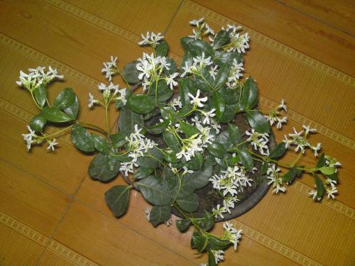 茉莉青餅注意事項