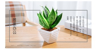虎尾蘭的養殖方法和注意事項,棒葉虎尾蘭的養殖方法和注意事項,虎尾蘭養殖方法和注意事項有哪些