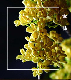 注意事項,施豬糞水
