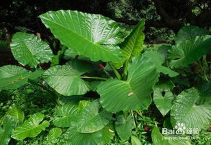 水光種植后注意事項