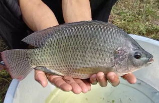 釣羅非魚(yú)注意事項