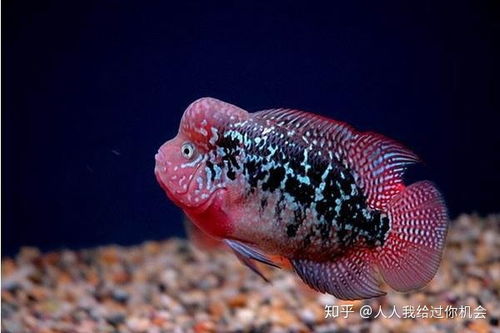 羅漢魚(yú)怎么養注意事項