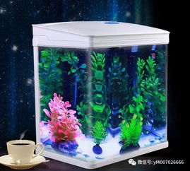 魚(yú)缸養魚(yú)注意事項,魚(yú)缸養蝦注意事項,魚(yú)缸放維生素c注意事項