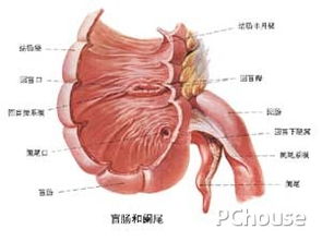 闌尾炎開(kāi)刀注意事項開(kāi)好以后要注意什么,闌尾炎開(kāi)刀后注意事項,闌尾炎開(kāi)刀前注意事項