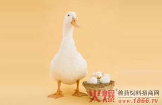圈養山羊注意事項,圈養母羊羊的注意事項,圈養鴕鳥(niǎo)需要注意事項