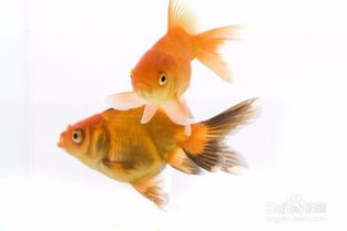 金魚(yú)擠卵擠精注意事項