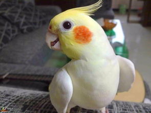 養玄鳳鸚鵡的注意事項,玄鳳鸚鵡繁殖注意事項,玄鳳鸚鵡孵化注意事項