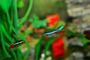 閑魚(yú)買(mǎi)東西注意事項,閑魚(yú)面交注意事項,閑魚(yú)購物注意事項