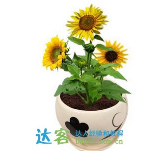 懶人盆養花的注意事項,人血白蛋白養花的注意事項,冬季養花的注意事項