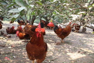 飼養蘆丁雞注意事項,被蟲(chóng)族飼養的注意事項,荷蘭鼠飼養注意事項