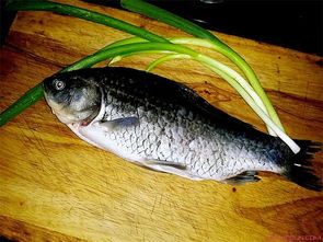鯽魚(yú)解剖實(shí)驗注意事項,鯽魚(yú)解剖時(shí)注意事項,鯽魚(yú)外形觀(guān)察和內部解剖實(shí)驗報告