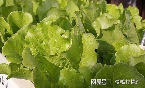 柯基換牙期注意事項,換牙期注意事項,換牙的時(shí)候注意事項