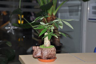 給發(fā)財樹(shù)換盆注意事項