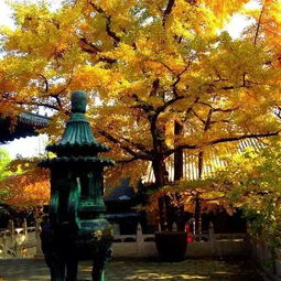 去紅螺寺求姻緣要注意事項