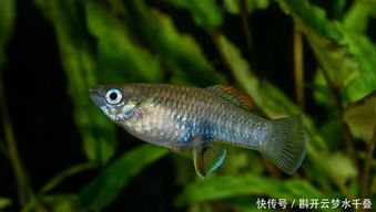 草魚(yú)的養殖方法和注意事項,黃金草魚(yú)的養殖方法和注意事項,金魚(yú)的養殖方法和注意事項