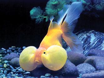 魚(yú)和水的愛(ài)情故事