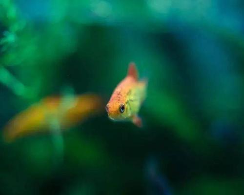 魚(yú)和水的愛(ài)情故事