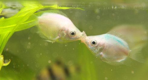 魚(yú)和水的愛(ài)情故事