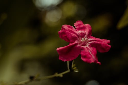 都市邪婿神醫小說(shuō)江樹(shù)莊映雪無(wú)刪減閱讀