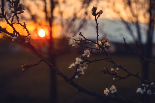 折桂令·春情簡(jiǎn)析