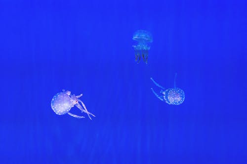 周星馳的經(jīng)典臺詞