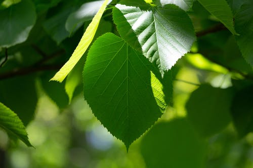 小學(xué)生的現代詩(shī)歌