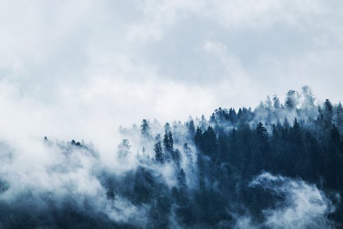 五年級狀物作文老槐