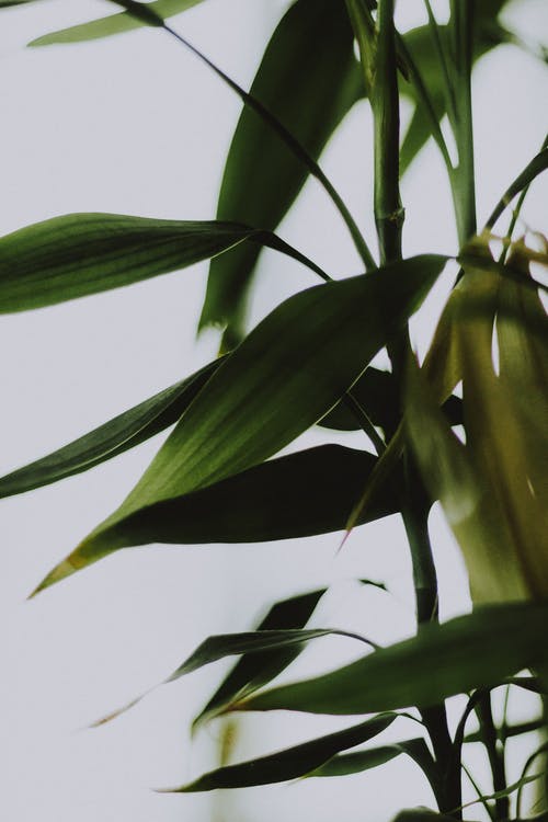 【實(shí)用】觀(guān)察日記范文九篇