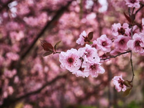 有關(guān)觀(guān)察螞蟻日記范文合集六篇