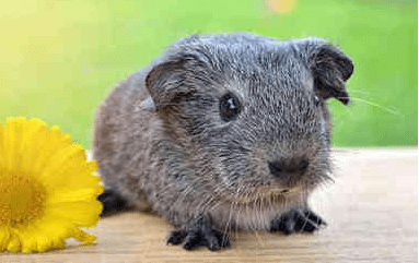 發(fā)奮圖強(qiáng)的經(jīng)典說說（57條）