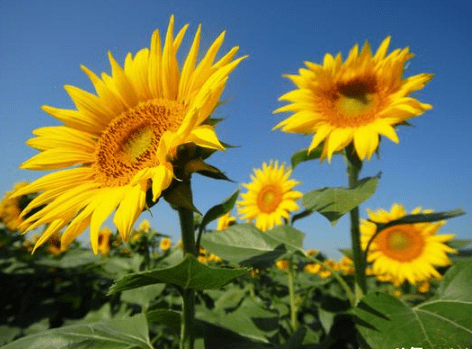 充滿詩意的經(jīng)典說說(51條) 充滿詩意的經(jīng)典說說(51條)