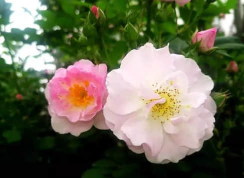 唯美動人的經(jīng)典說說（52條）