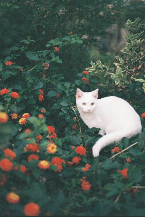 經(jīng)典說說 守住內(nèi)心的風(fēng)景，聆聽歲月的腳步