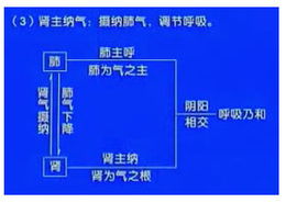 中醫基礎知識腎的生理功能