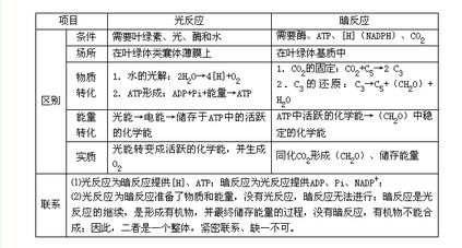 光合作用基礎知識點(diǎn)