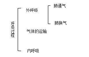 中醫基礎知識肺