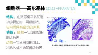 生物醫學(xué)基礎知識測試,單招生物醫學(xué)基礎知識測試,河北單招生物醫學(xué)基礎知識