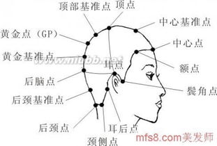 頭部點(diǎn)線(xiàn)面基礎知識,頭部點(diǎn)線(xiàn)面基礎知識,頭部21個(gè)點(diǎn)線(xiàn)面基礎知識