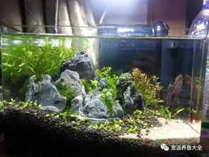 魚(yú)缸造景基礎知識