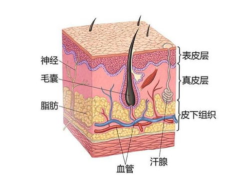 基底層皮膚基礎知識
